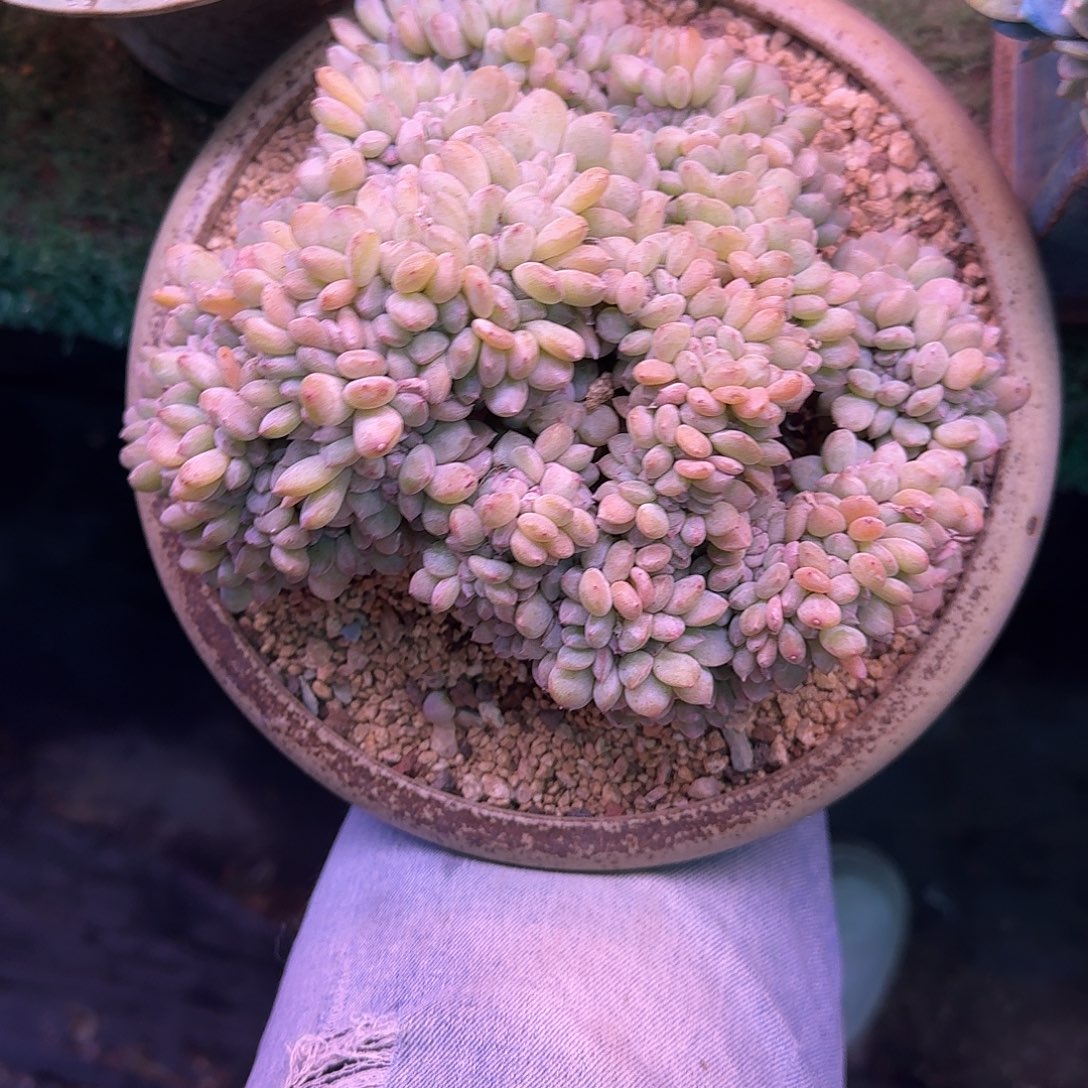 星影缀化无砍多肉