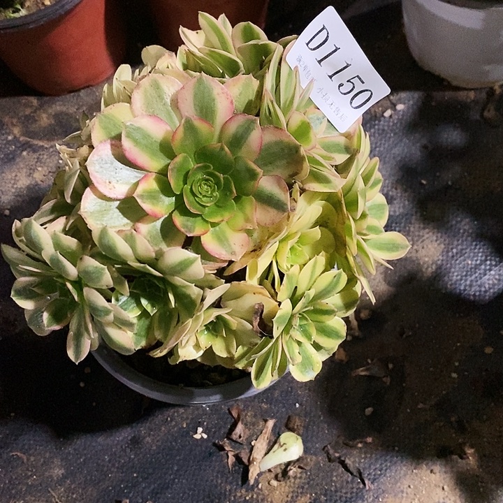 1150雨荷多肉瑕疵款无售后