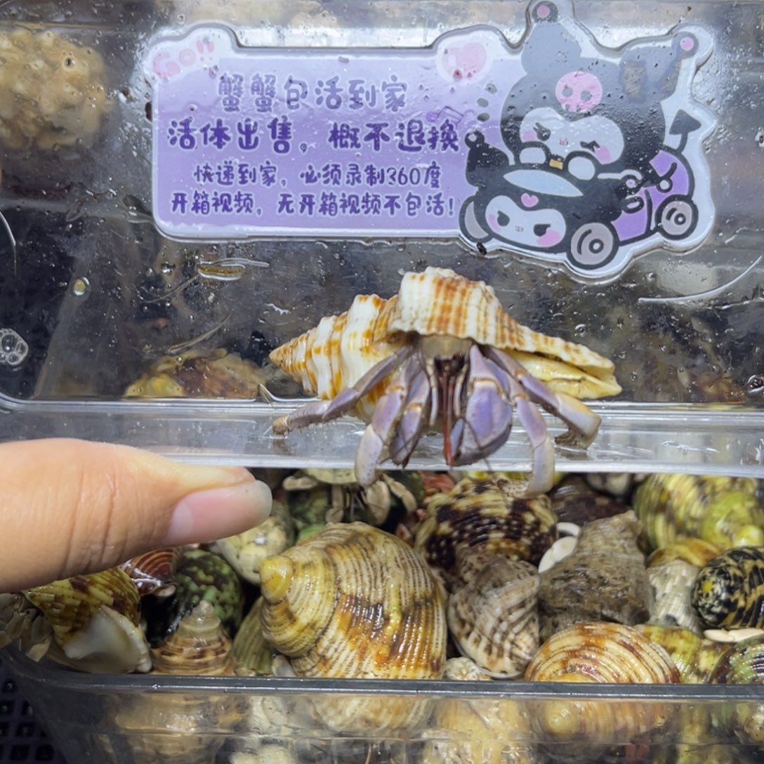 冰红茶的仙紫贵妃