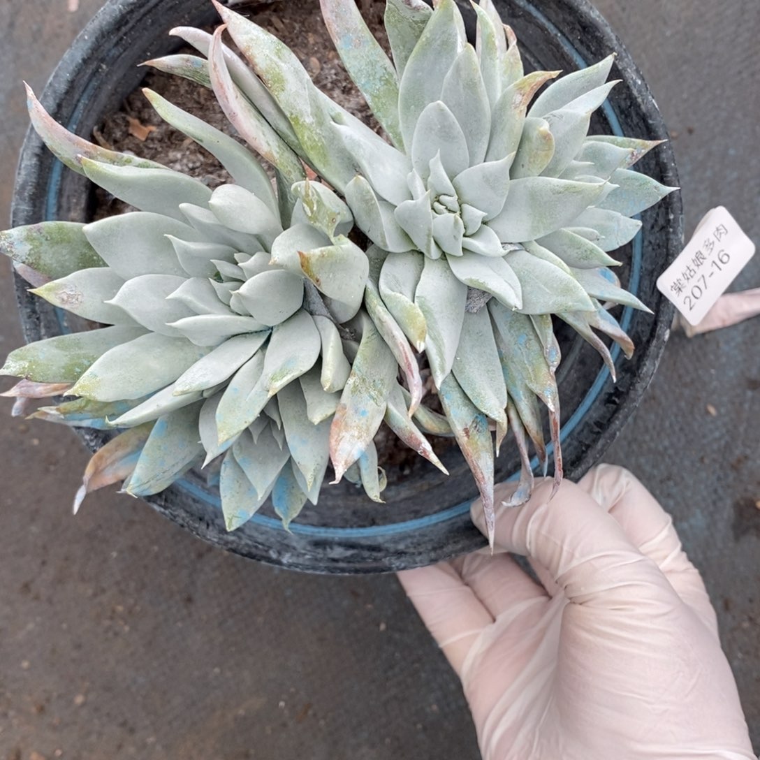 16号法瑞苹果叶粗腿