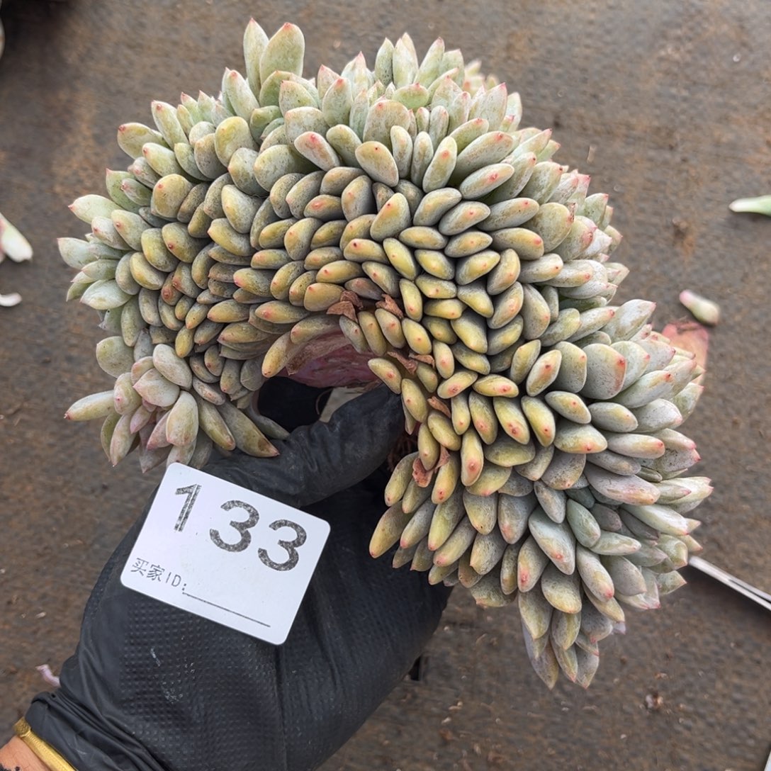 瑕疵不退不换   133号新疆西藏内蒙古不包邮