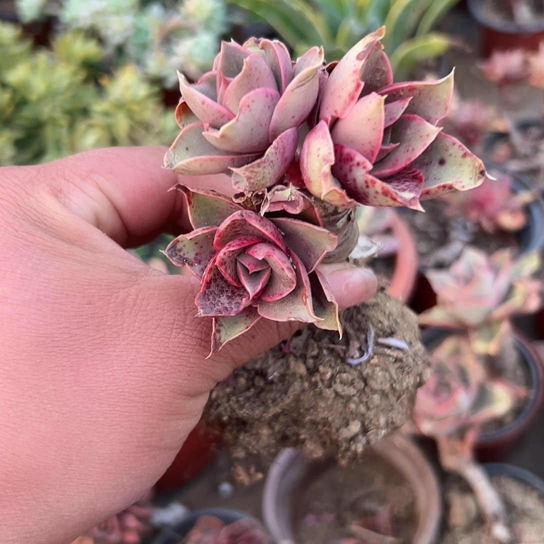 多肉植物多肉植物