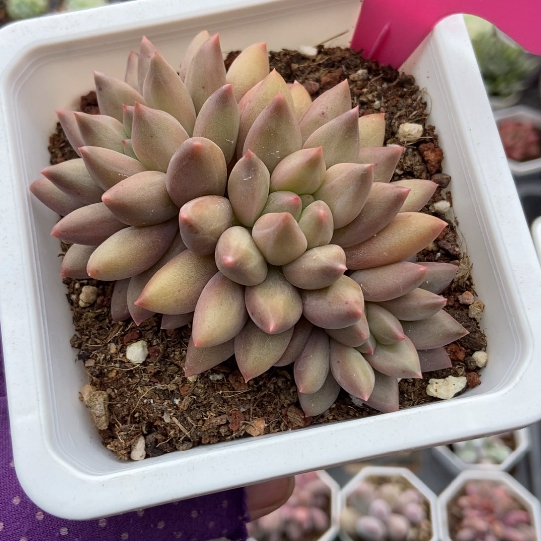 63水晶球多肉植物