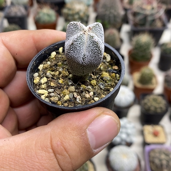 实生恩塚特价福利