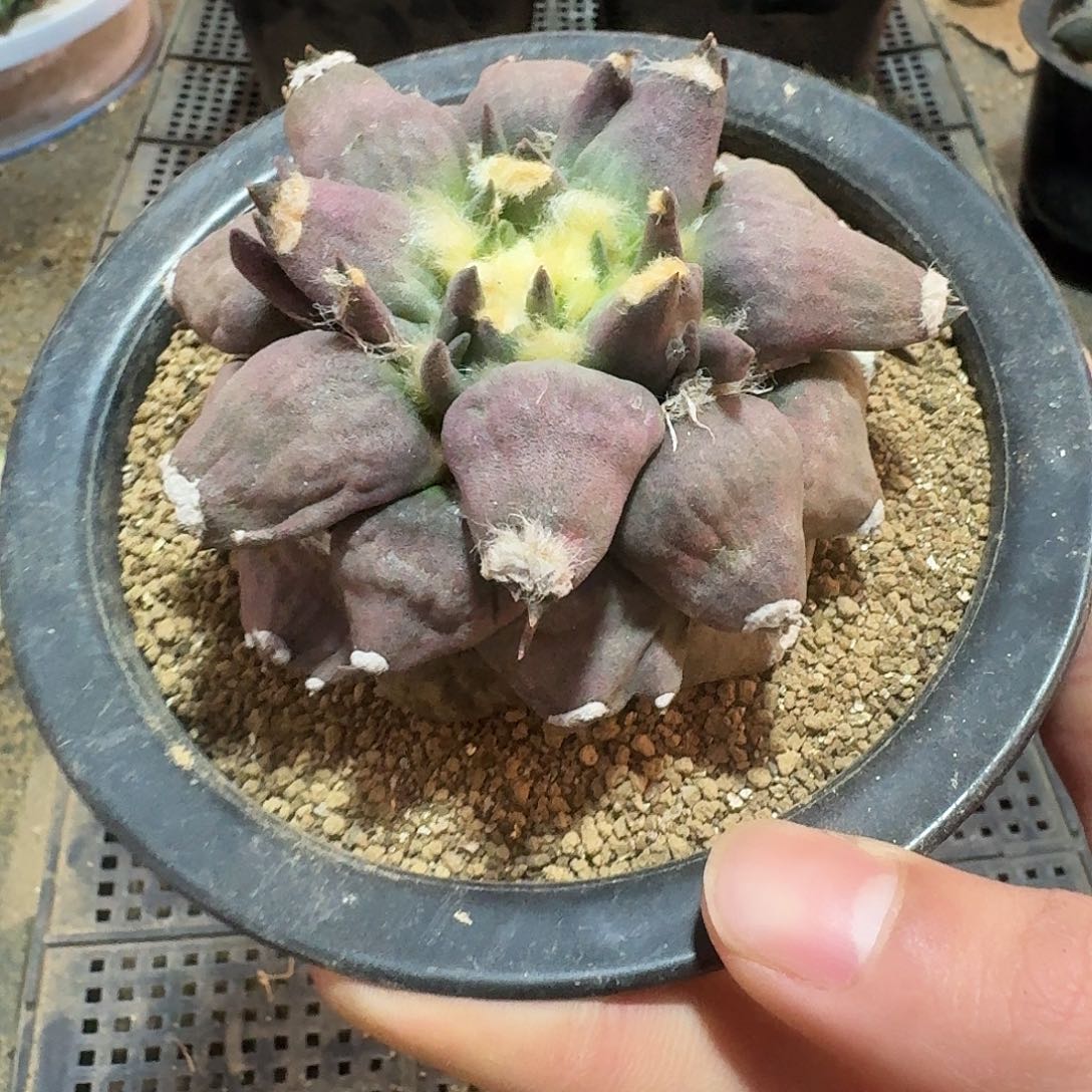 480号仙人球萝卜根