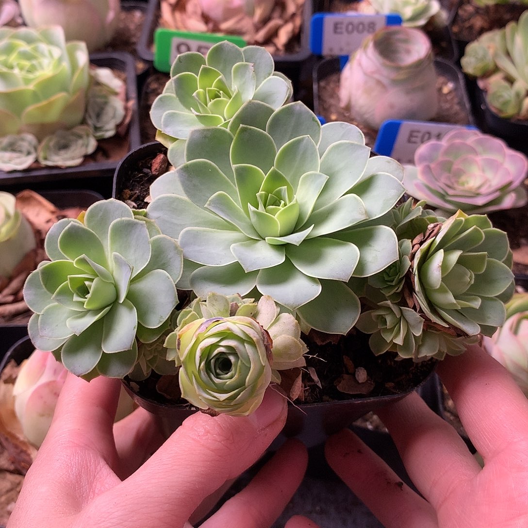 一物一拍星辰福利099