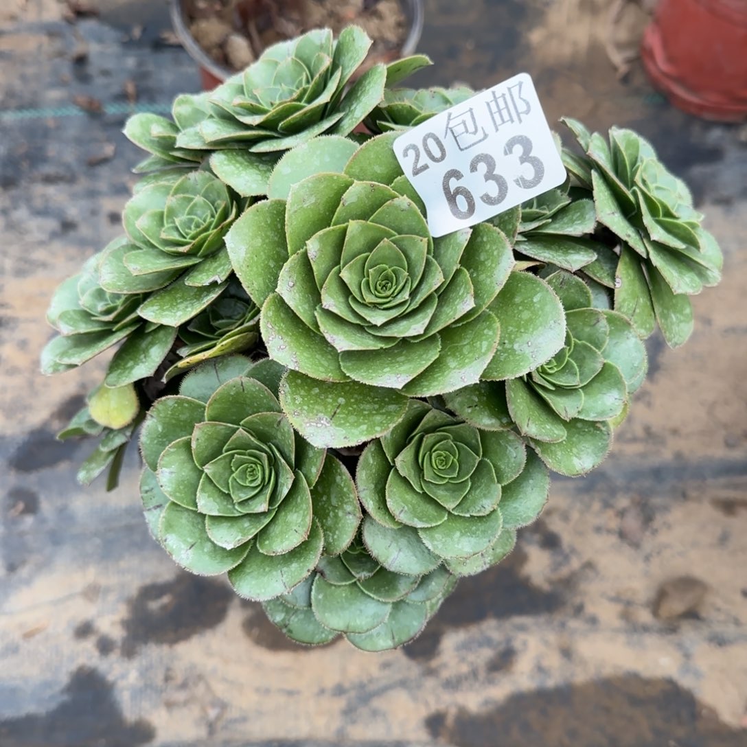 青苹果633满20包邮断枝不包