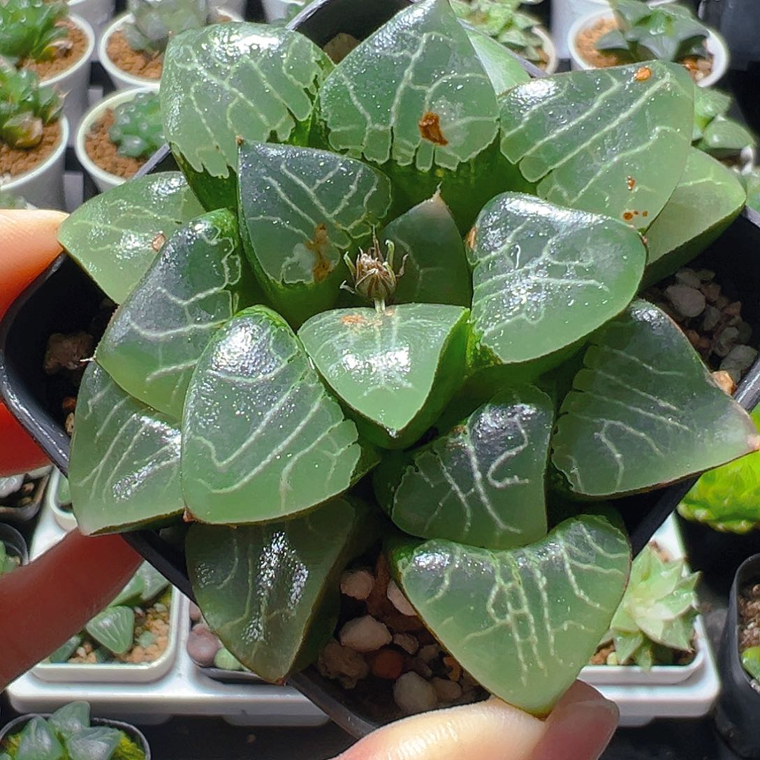 瑕疵月影母本玉露多肉