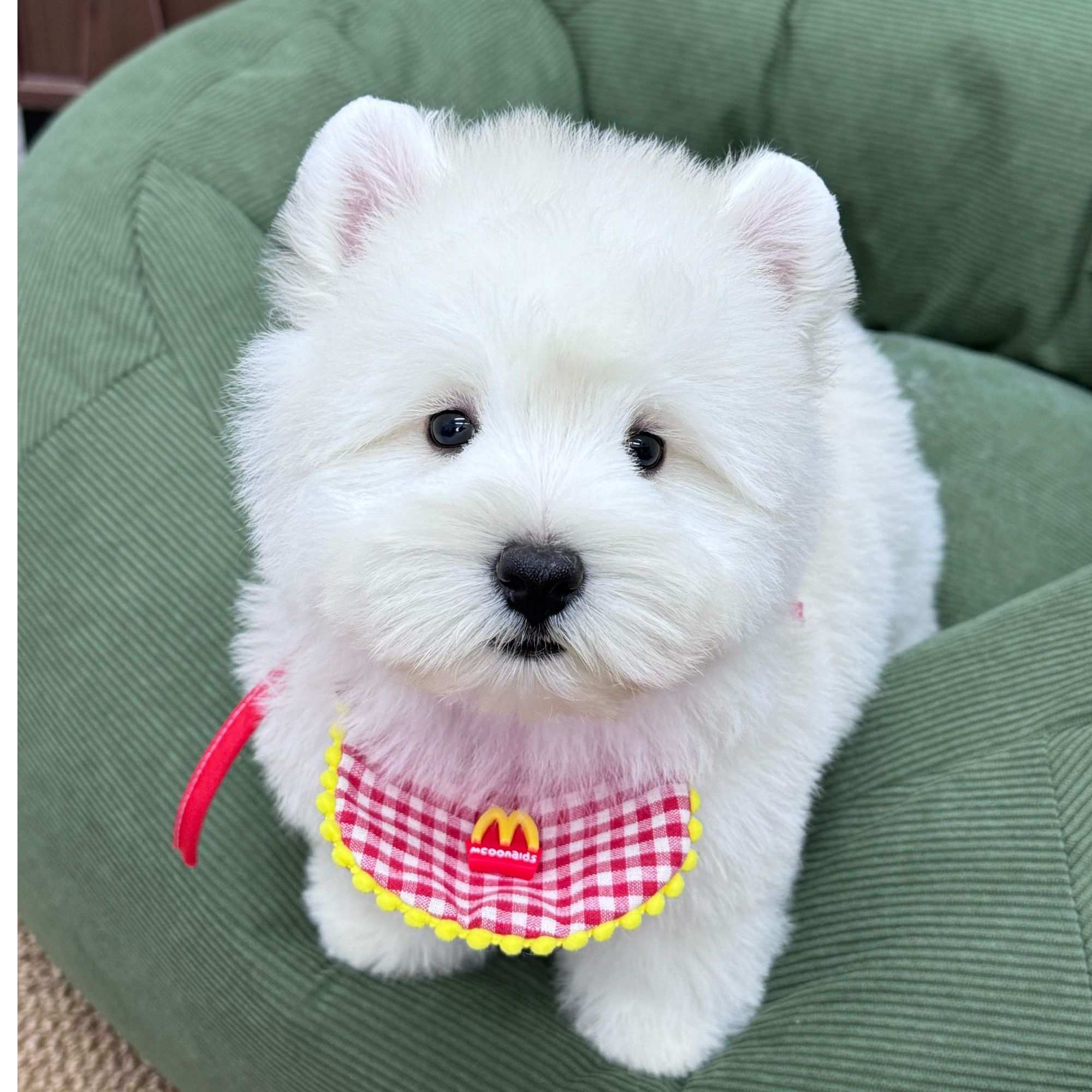 西高地萌系活体成交链接