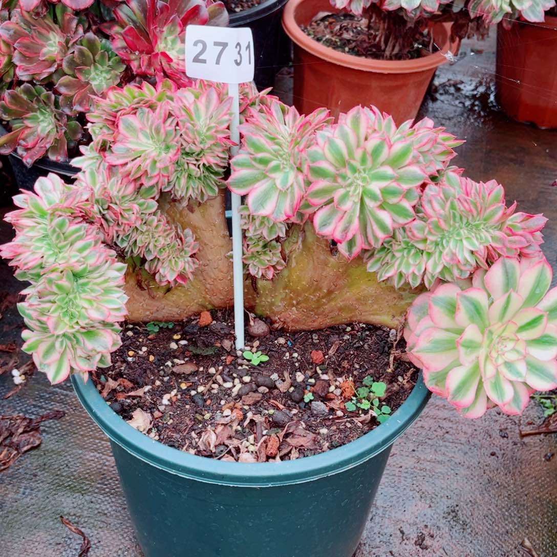 倾城缀特价多肉发货