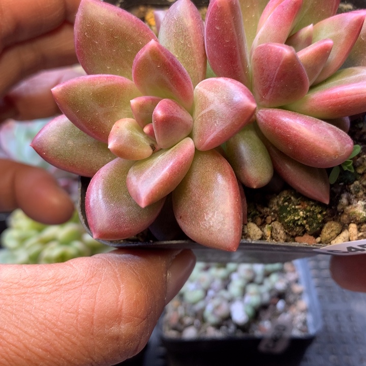 迷雾泡泡双头脱土