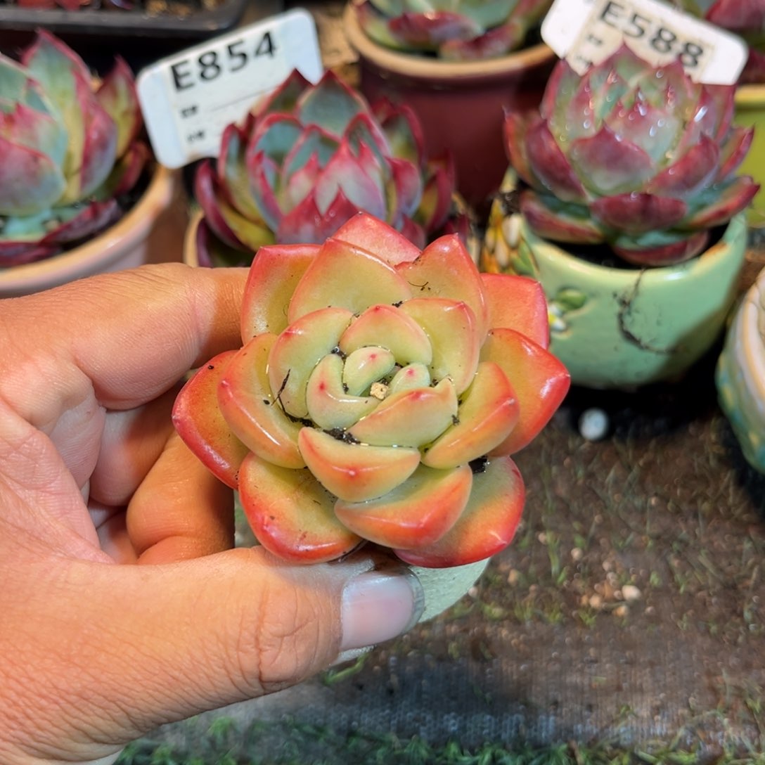 奶油泡芙多肉植物