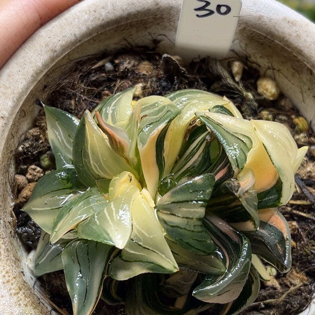 30双头红纹寿锦带仔福利专场