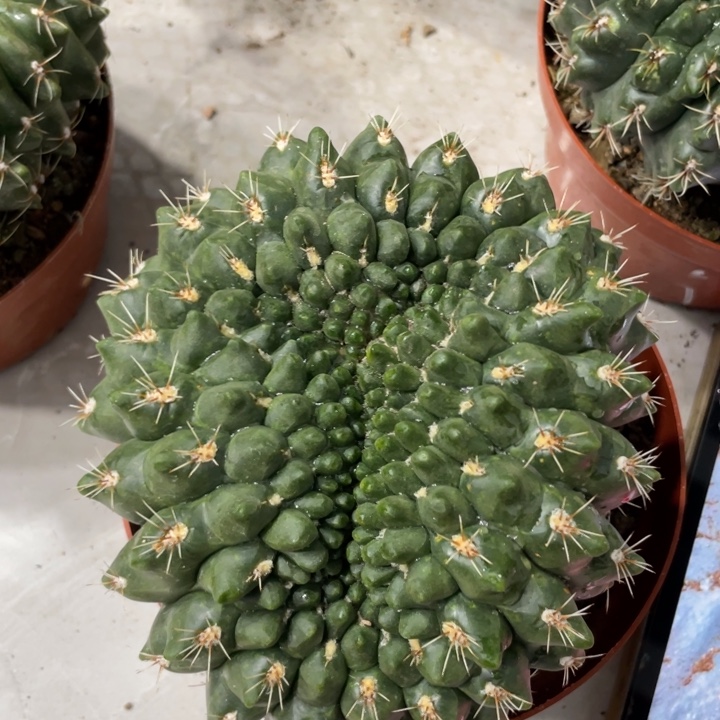 菲花玉缀化一物一拍2