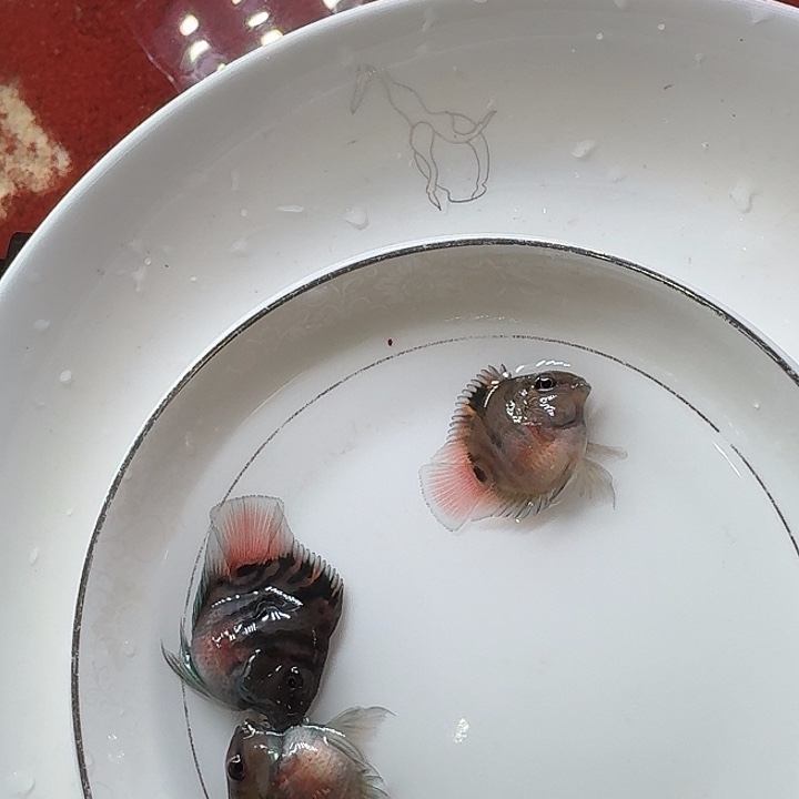 海水鱼迷你鹦鹉鱼