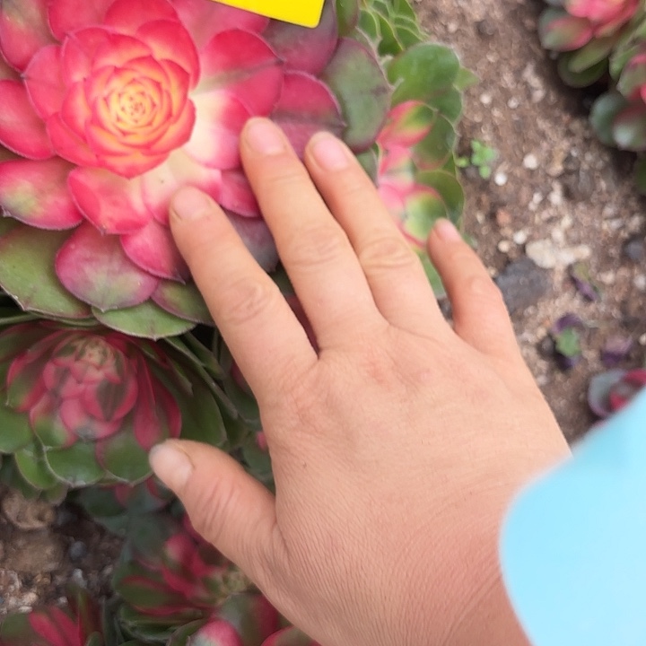 哈哈多肉植物荔枝249