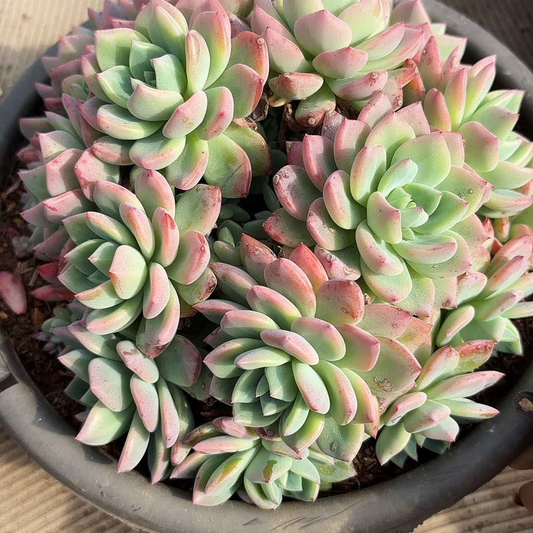 最*?冰城多肉寄养