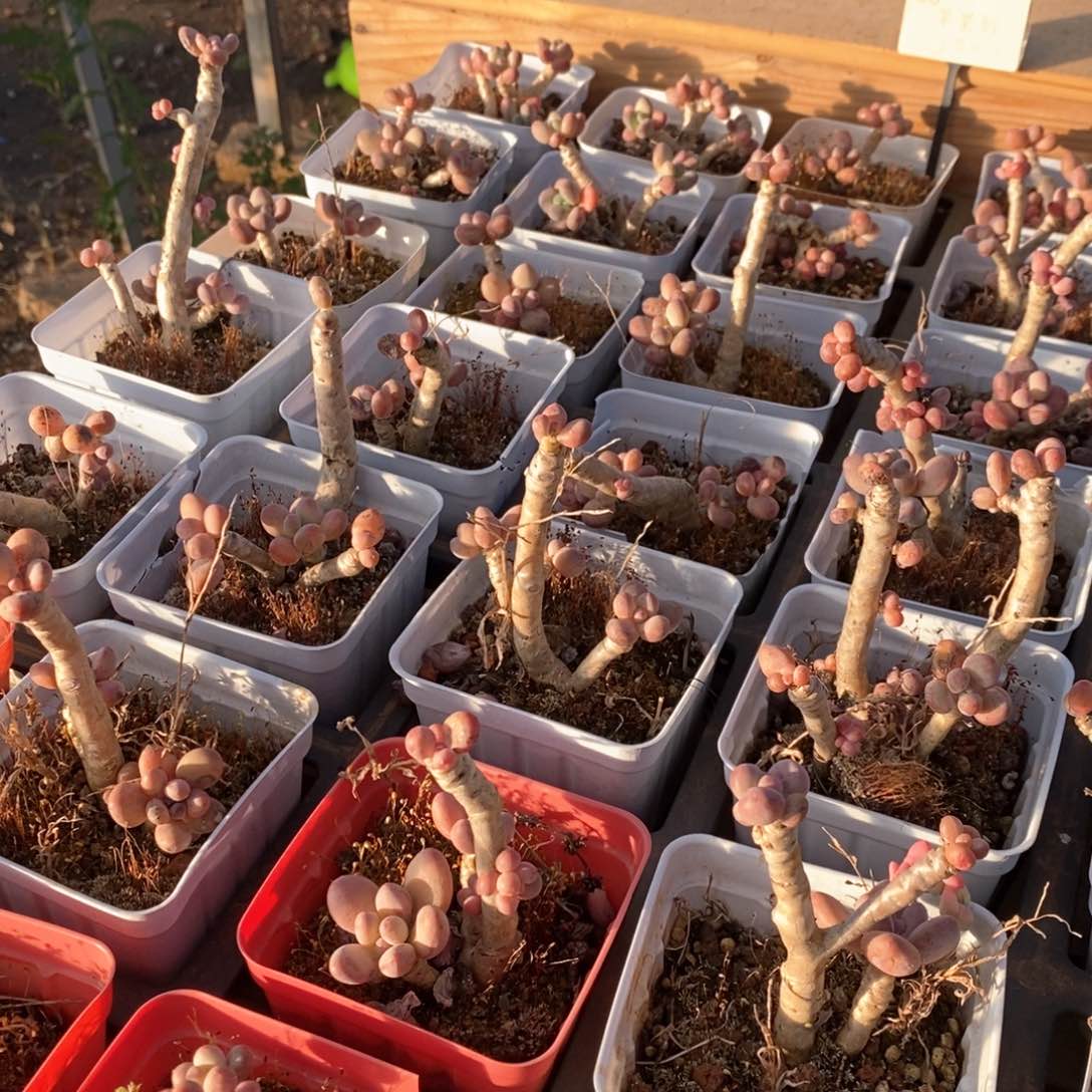 66苹果奶不售后 福利多多