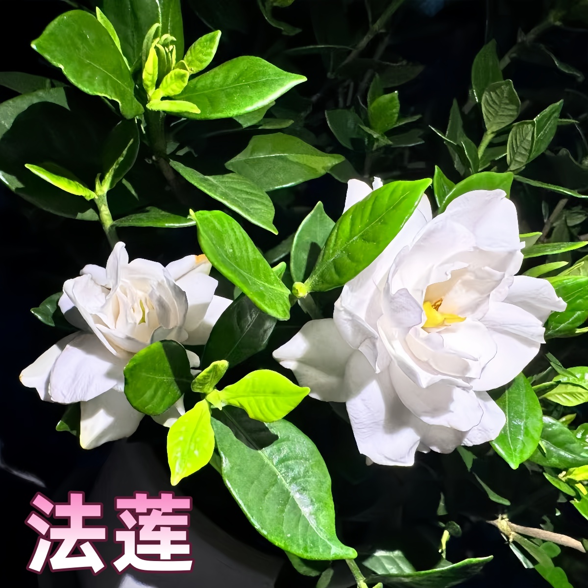 【法莲】毕业款重瓣稀有栀子花贵货品种小叶浓香