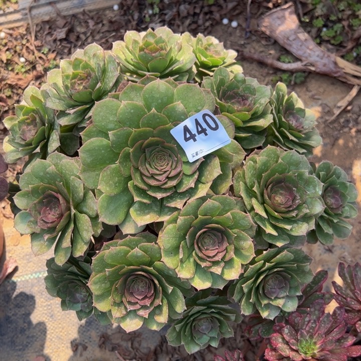 万圣节多肉植物440