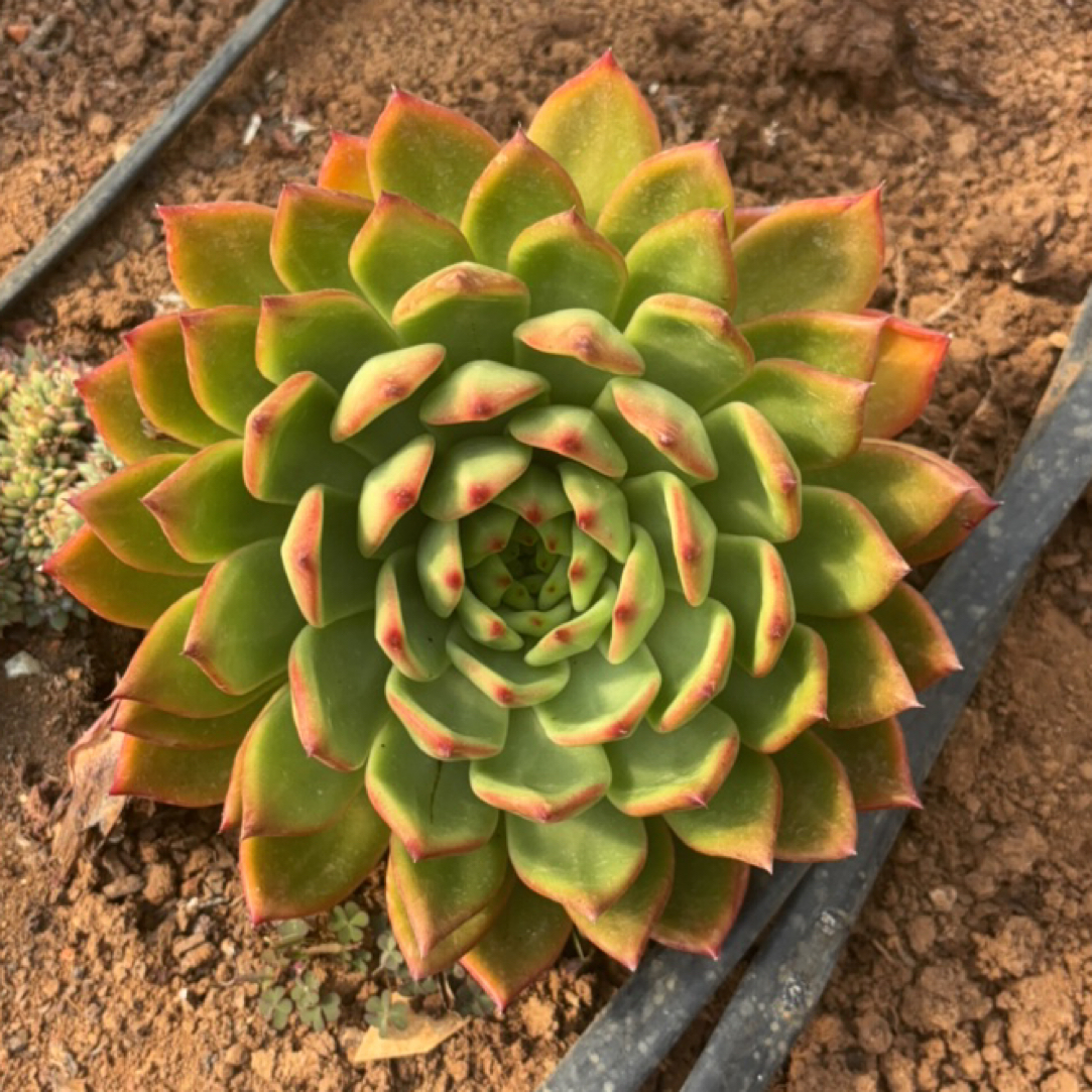 精品地栽弗兰克多肉。  保20cm