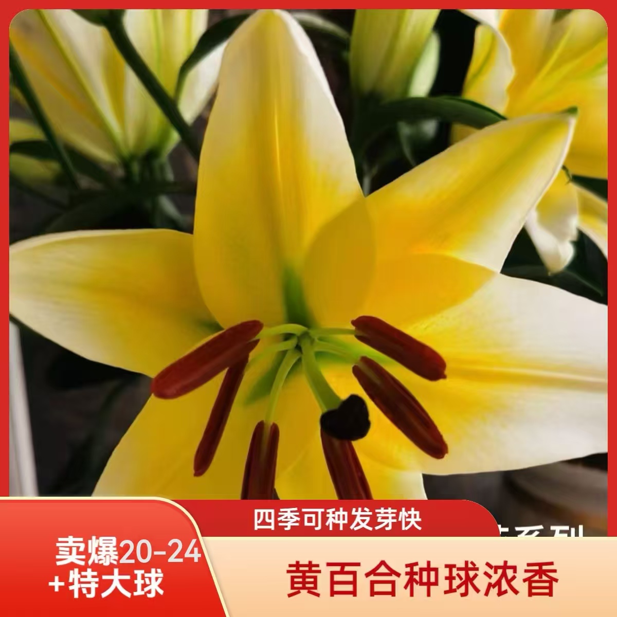 【黄天霸 20+】买3送一 大花浓香 阳台 庭院 盆栽 地栽 四季可种植