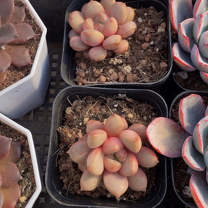 单头葡萄带盆土发