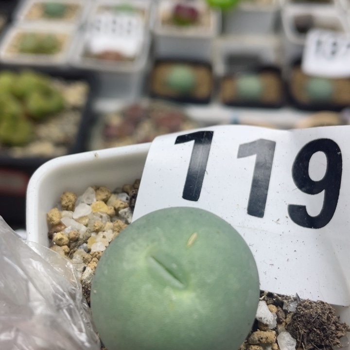 119嘟嘟嘴2.4cm带盆