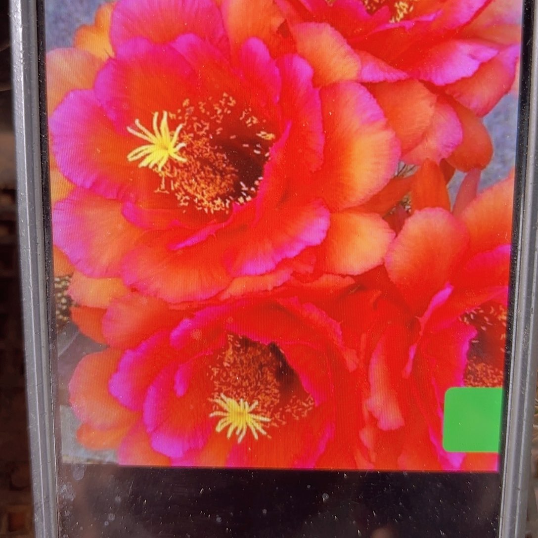 Vr11毛侧牙20包邮仙人球22