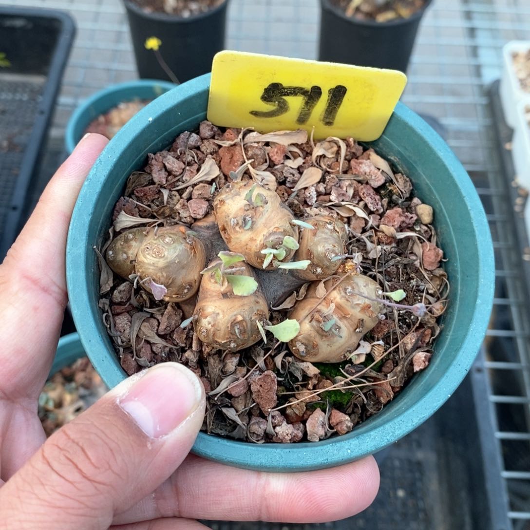 产地格加厚敦菊多肉植物