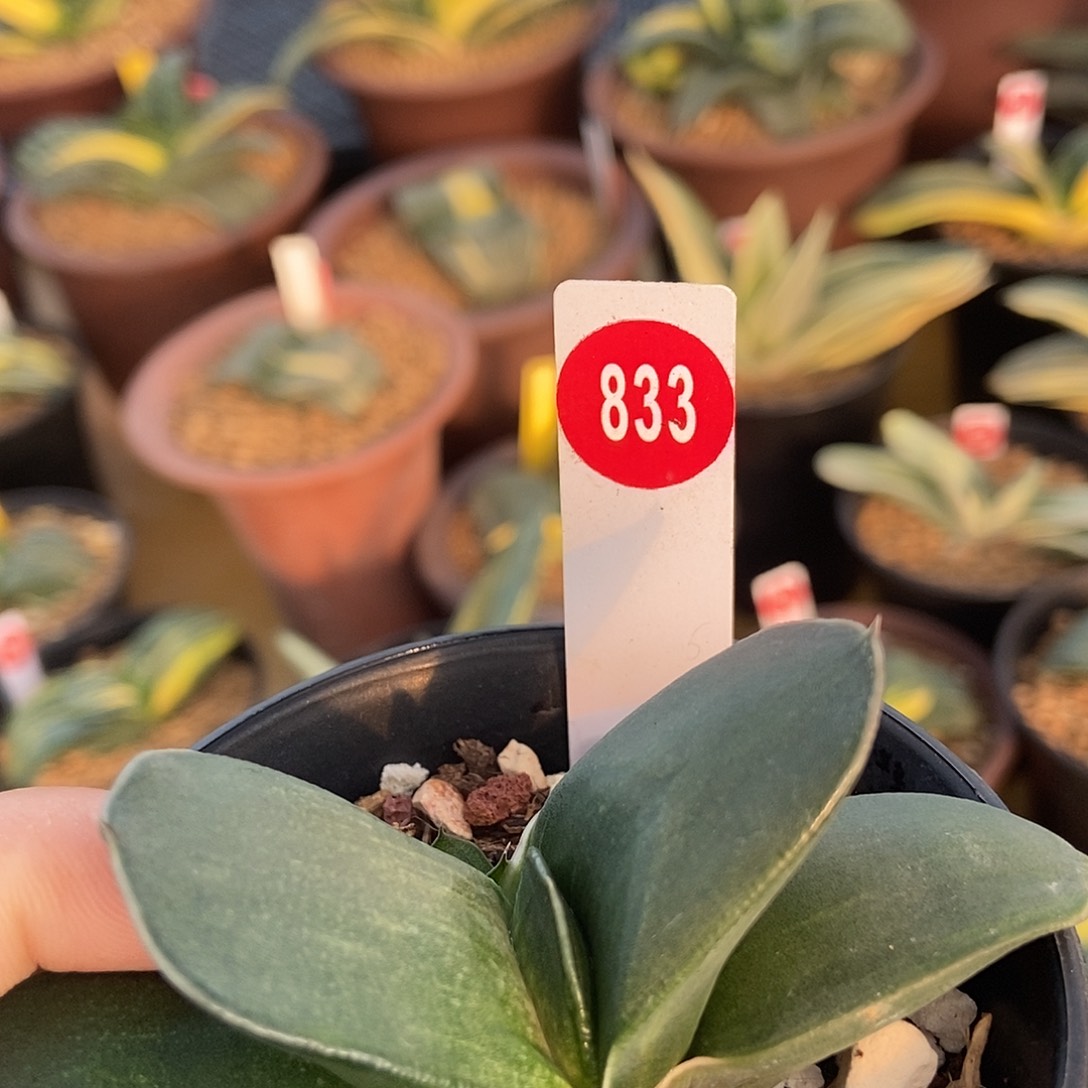 致***华833卧牛实生带盆发货