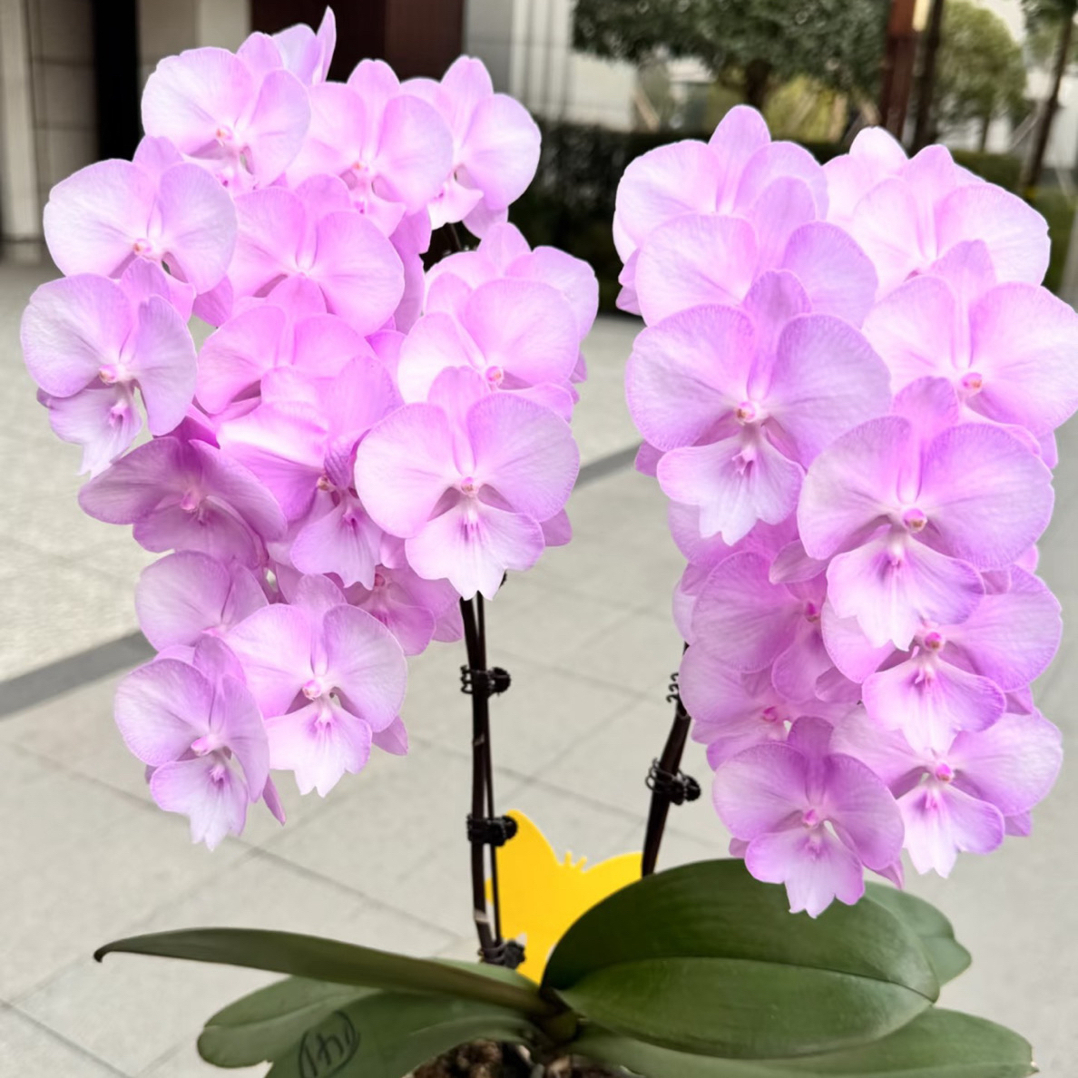 渟叙【神仙姐姐】3.0寸 带花带花苞发货 花卉阳台植物不售后