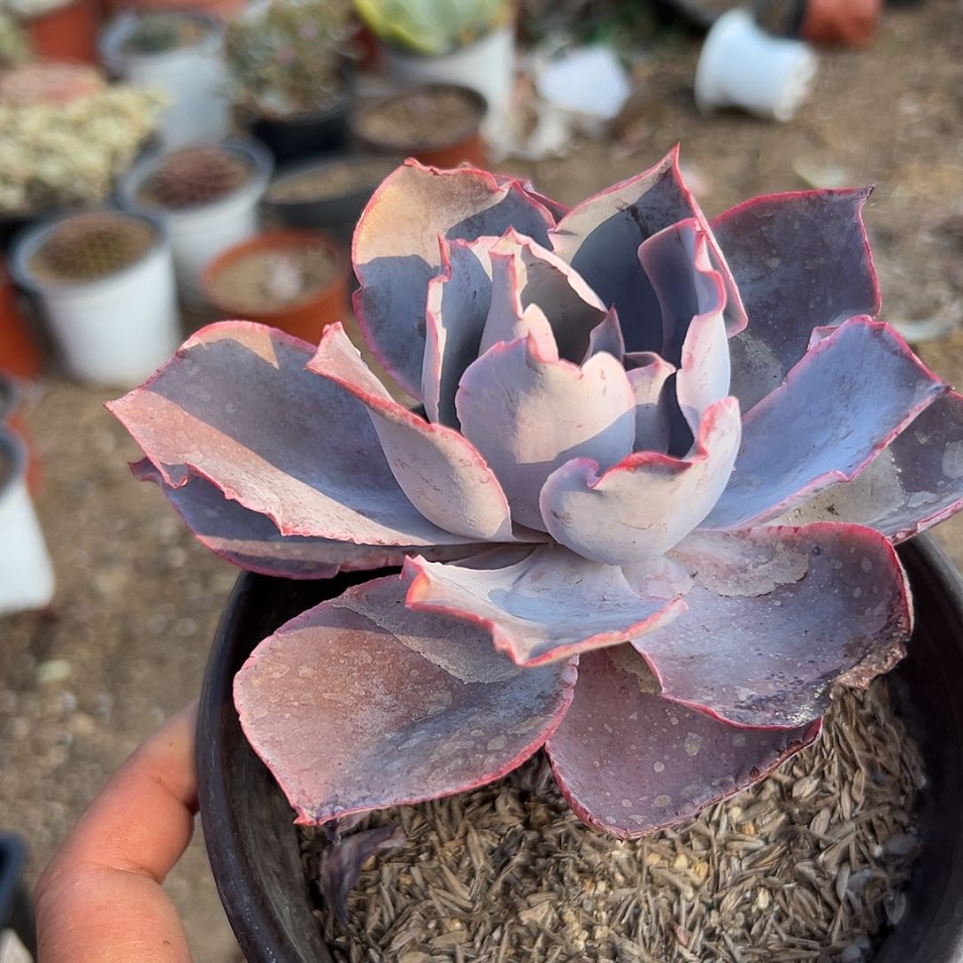 多肉植物晚霞单头