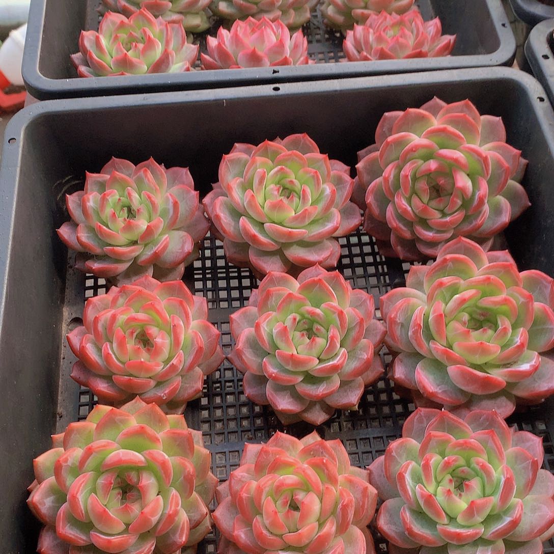 中号红鸾34578899900