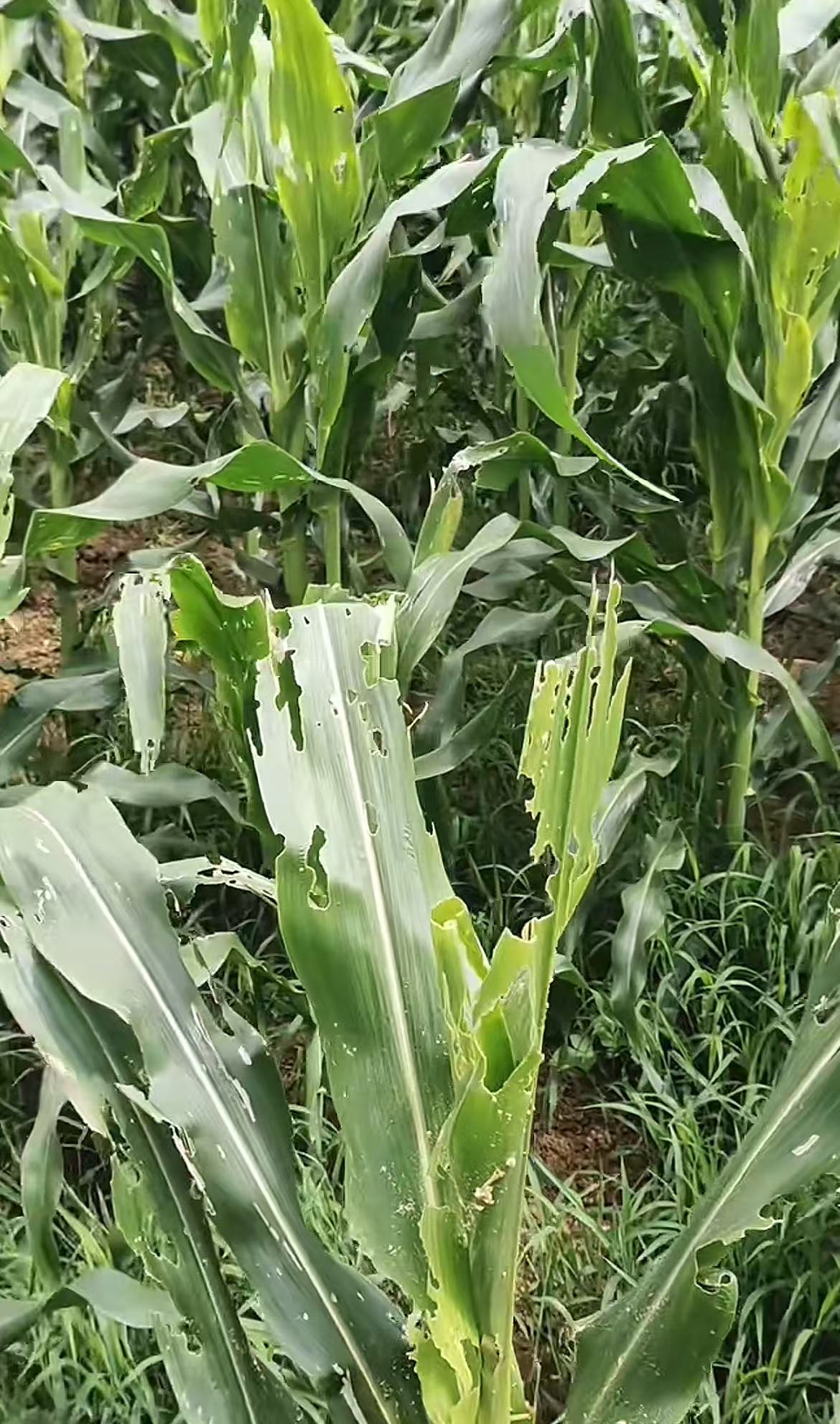 适用于花生玉米大豆氨基酸水溶肥料送管虫的