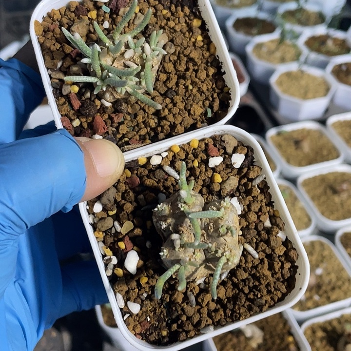 久***』840韧锦块根植物2颗