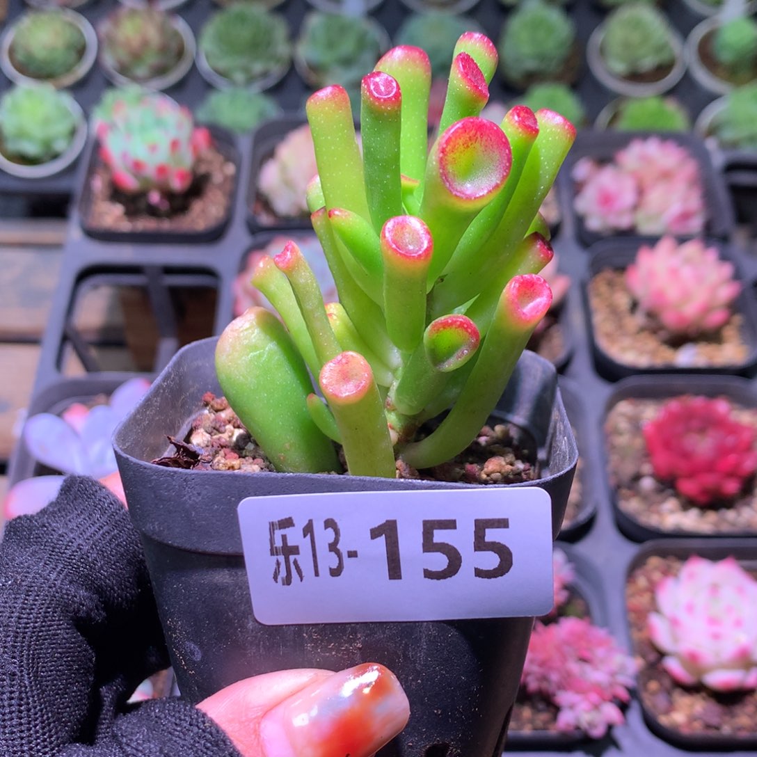 乐然13-155 吸财树 