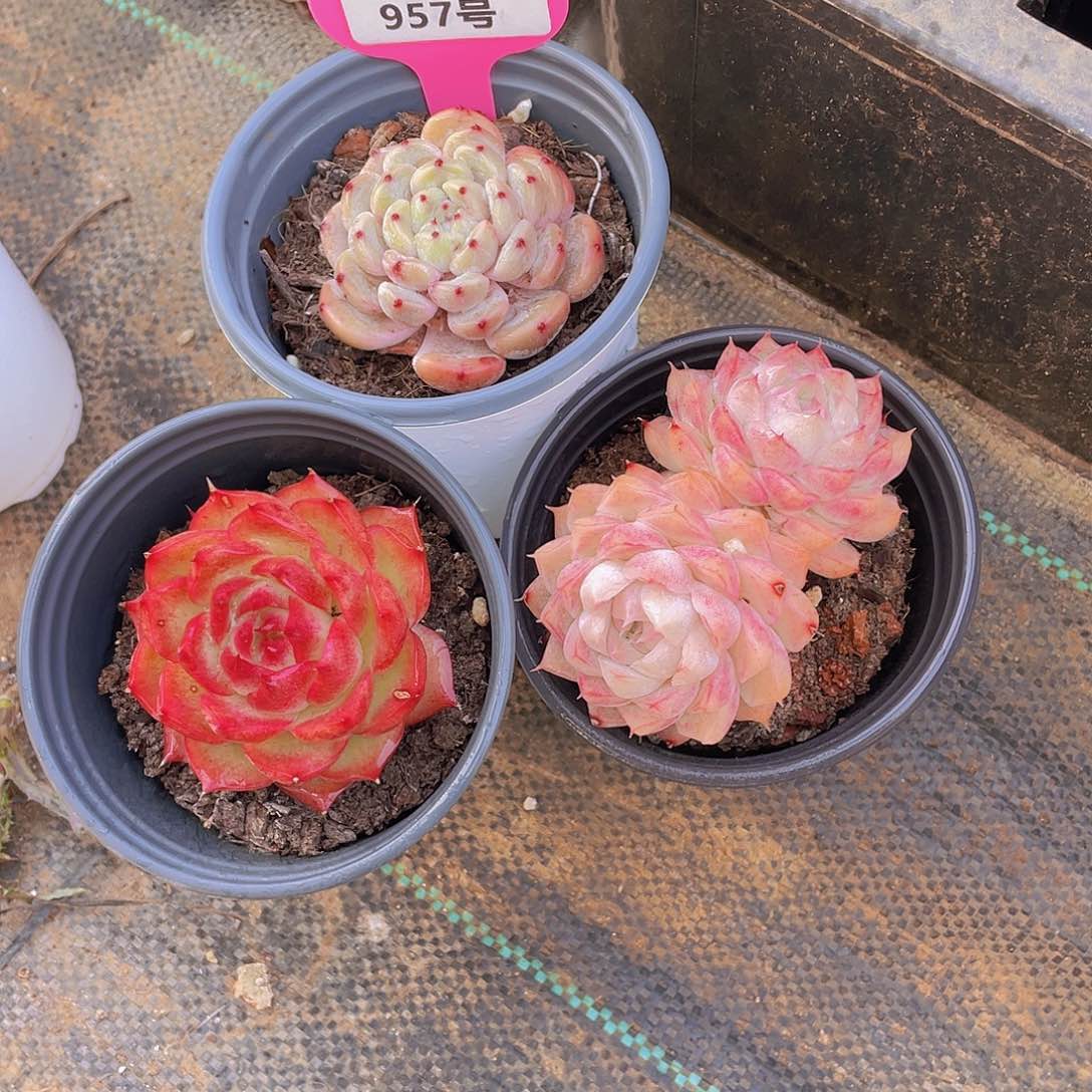 957号 精品美肉三颗