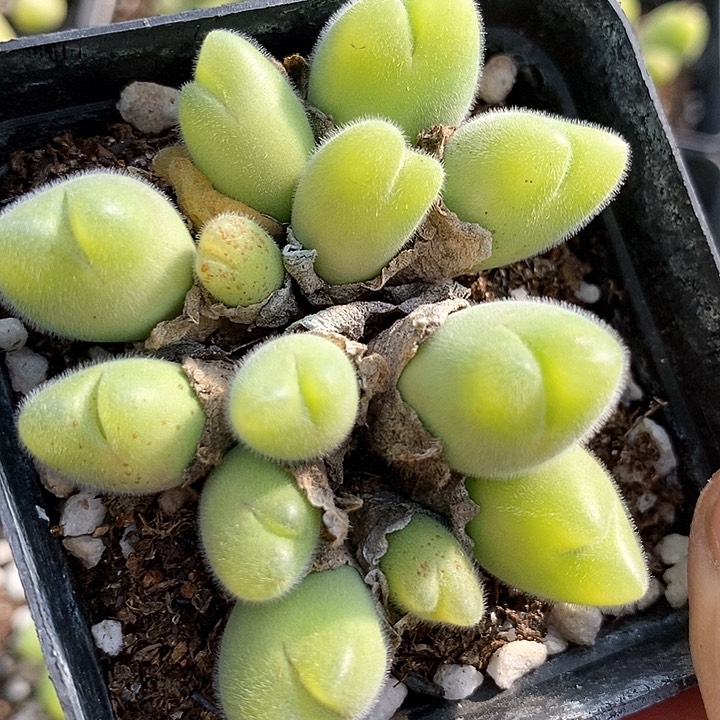 14558毛翠滴一颗       