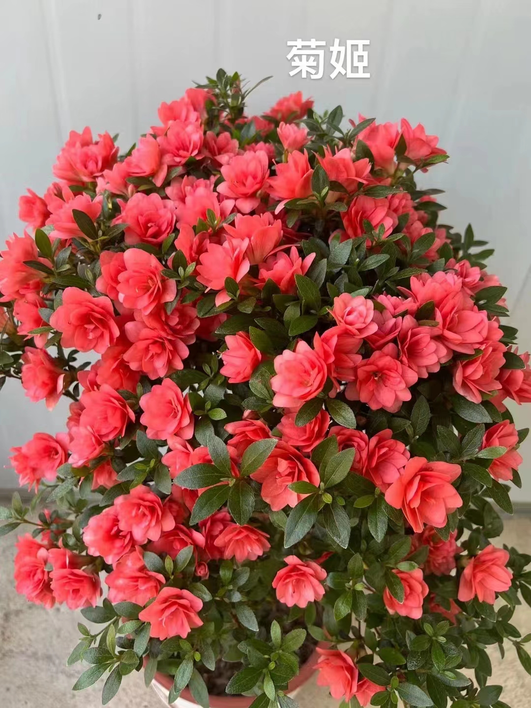 菊姬重瓣花地栽盆栽室内外可养