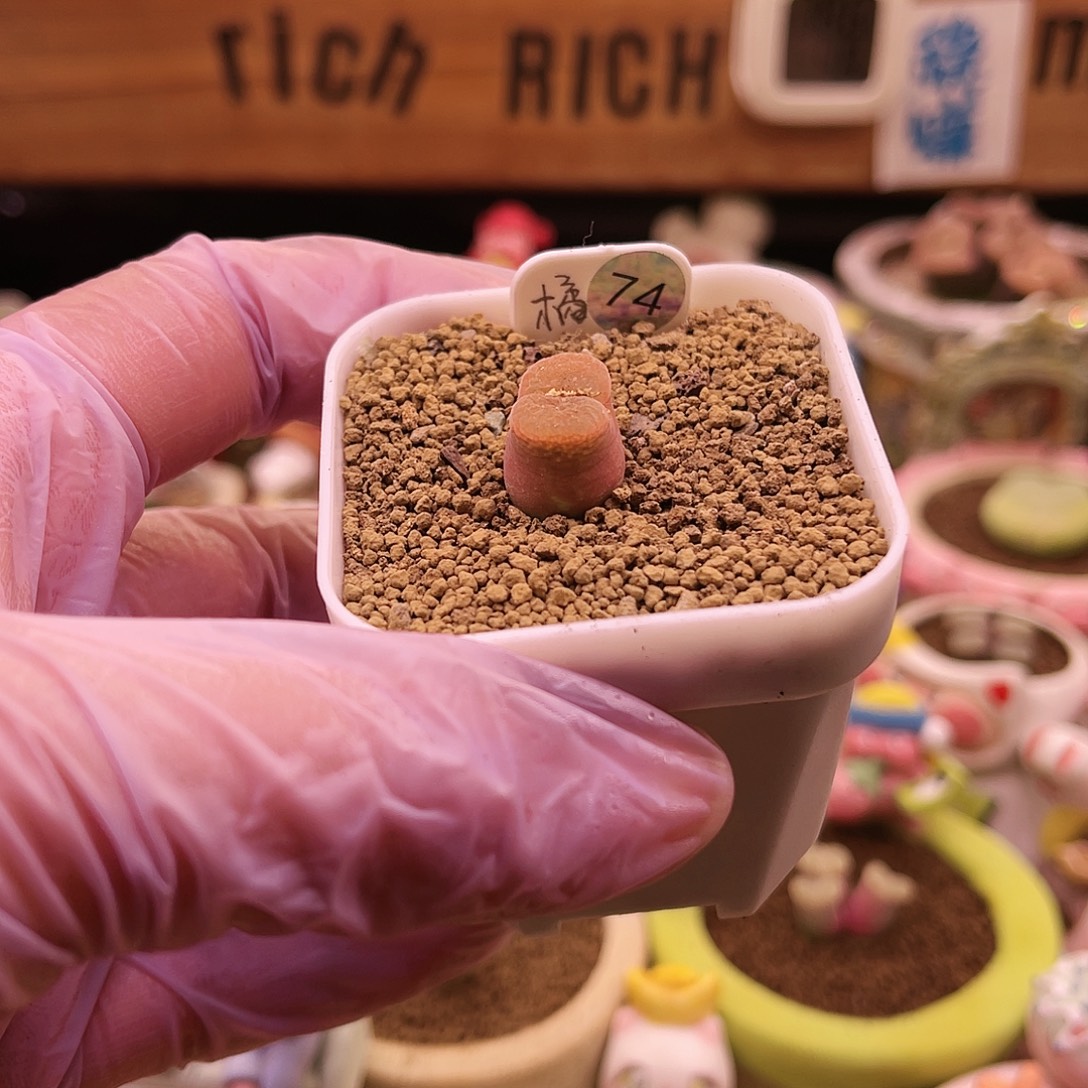 74号韩国输入橘子汽水风玲