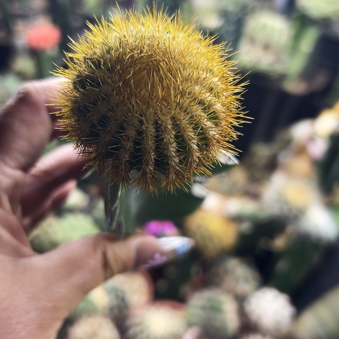 金刺优波仙人球11111111