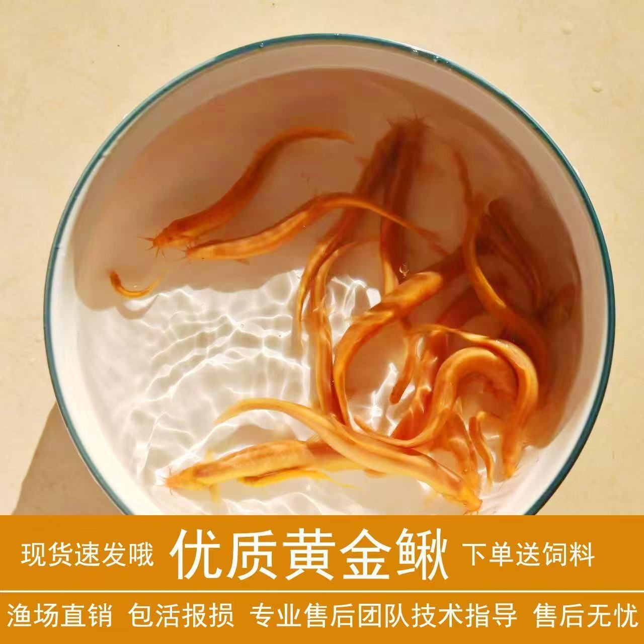 【福利】黄金泥鳅练手清洁工具鱼好养耐活的鱼