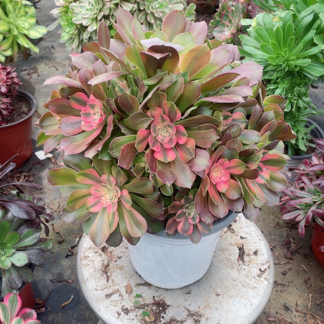 多肉植物雅典娜538