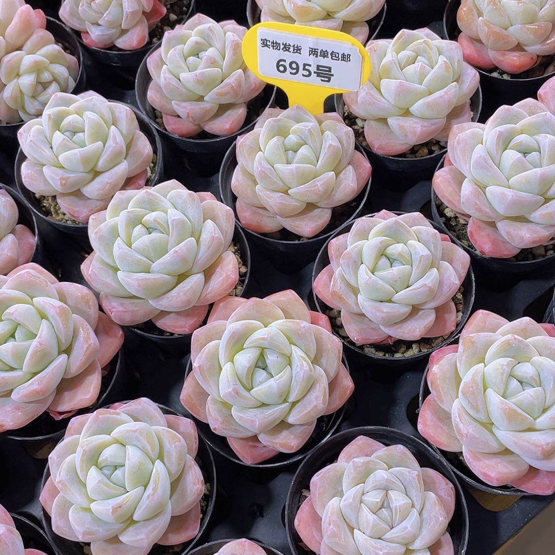 695号 全状态老桩樱花钻石冰玉单头2个