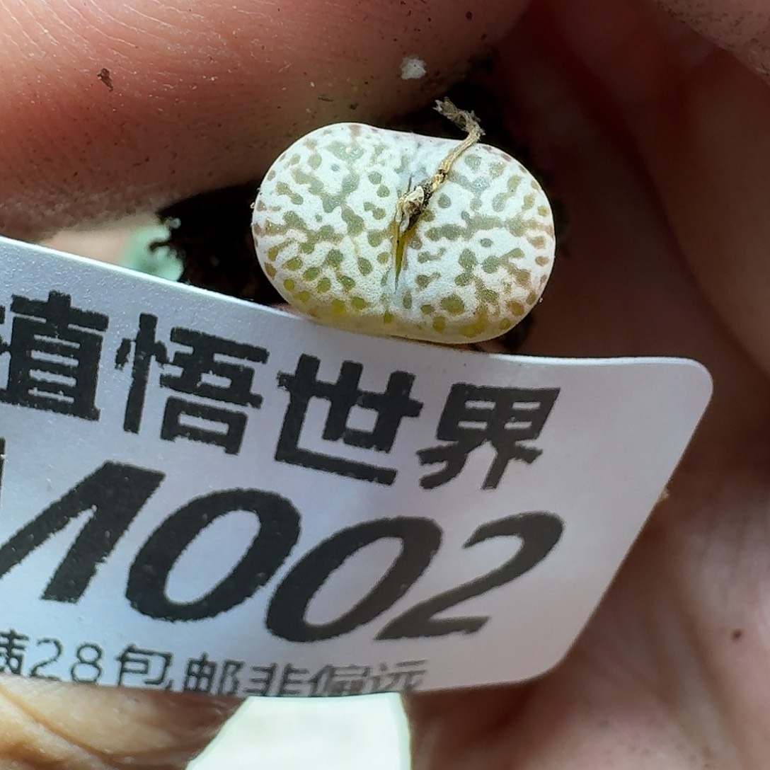 多肉植物肉人生rghjn