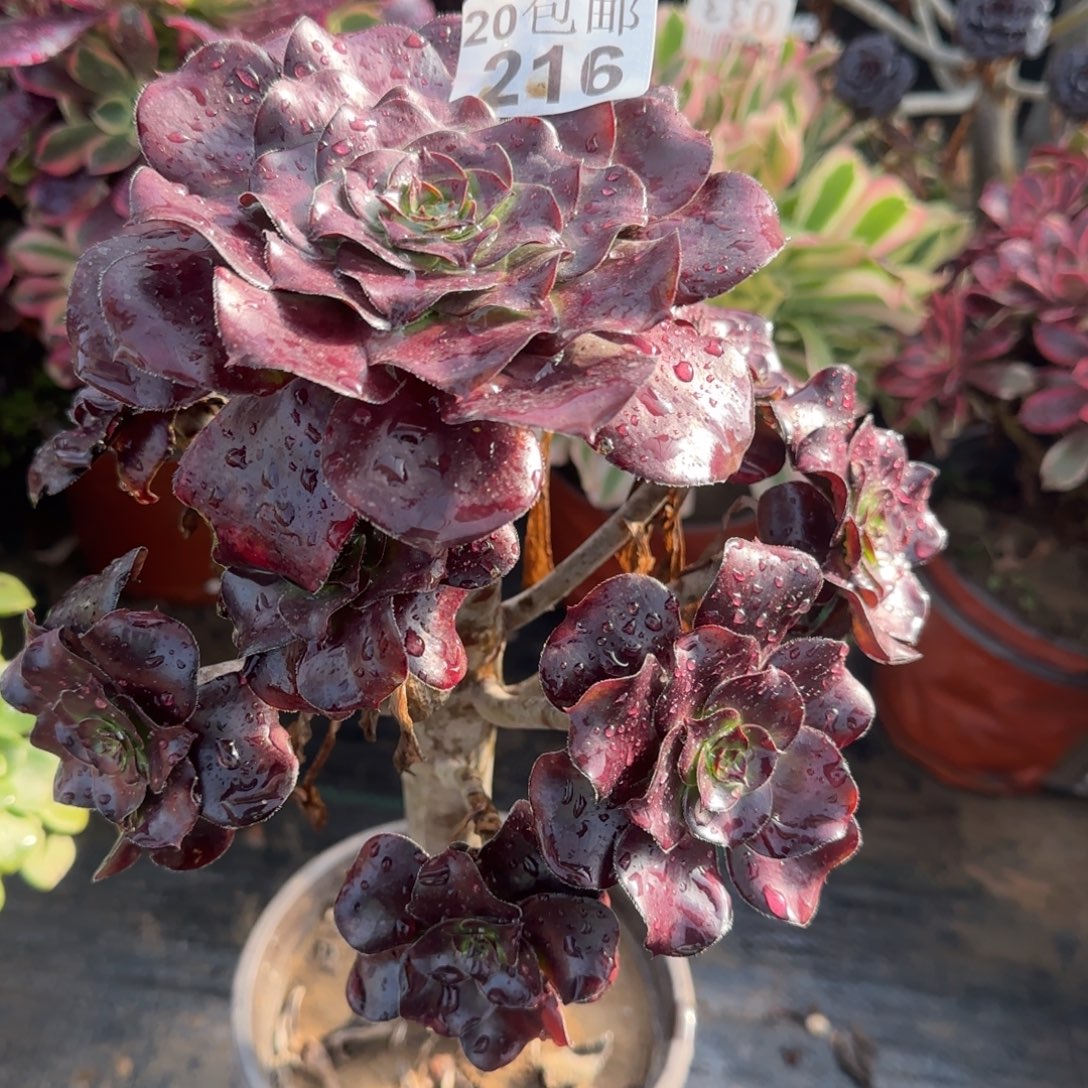 巫毒216满20包邮断枝不包