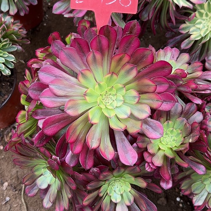 2-158祝融多肉法师