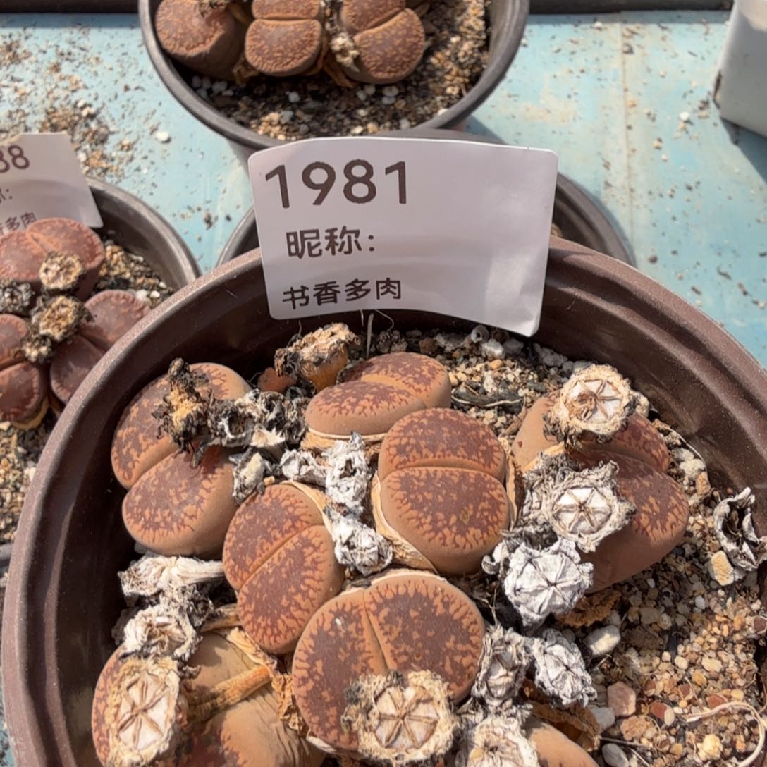 汤***氏多肉植物多肉植物。        