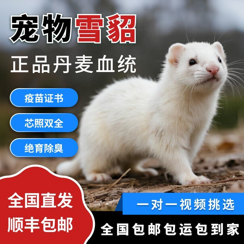 雪貂宠物正品雪貂带芯片证书打过疫苗除臭绝育可爱粘人去除臭腺
